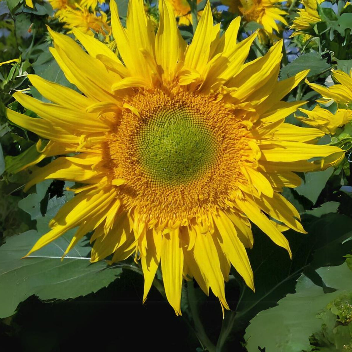 Starburst Greenburst Sunflower Seeds, 25+ seeds
