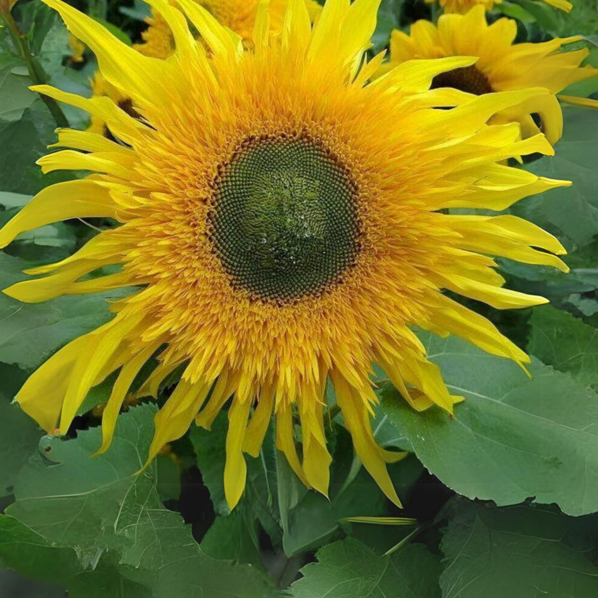 Starburst Greenburst Sunflower Seeds, 25+ seeds