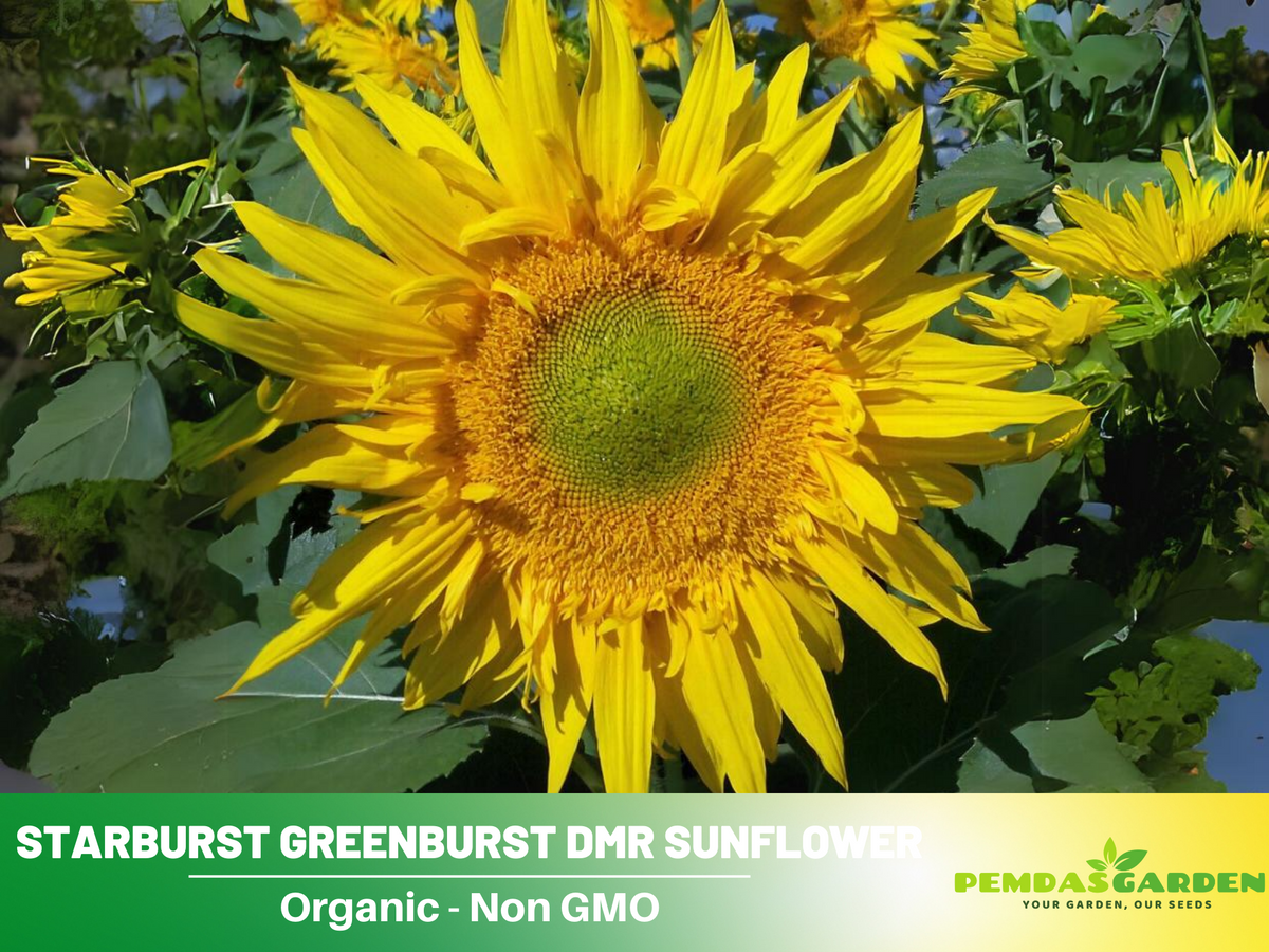 25+ Seeds| Starburst Greenburst Sunflower Seeds #E024