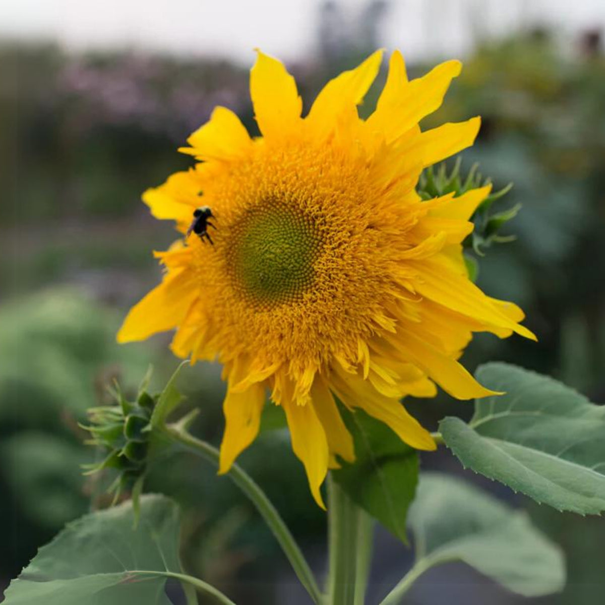 Starburst Greenburst Sunflower Seeds, 25+ seeds