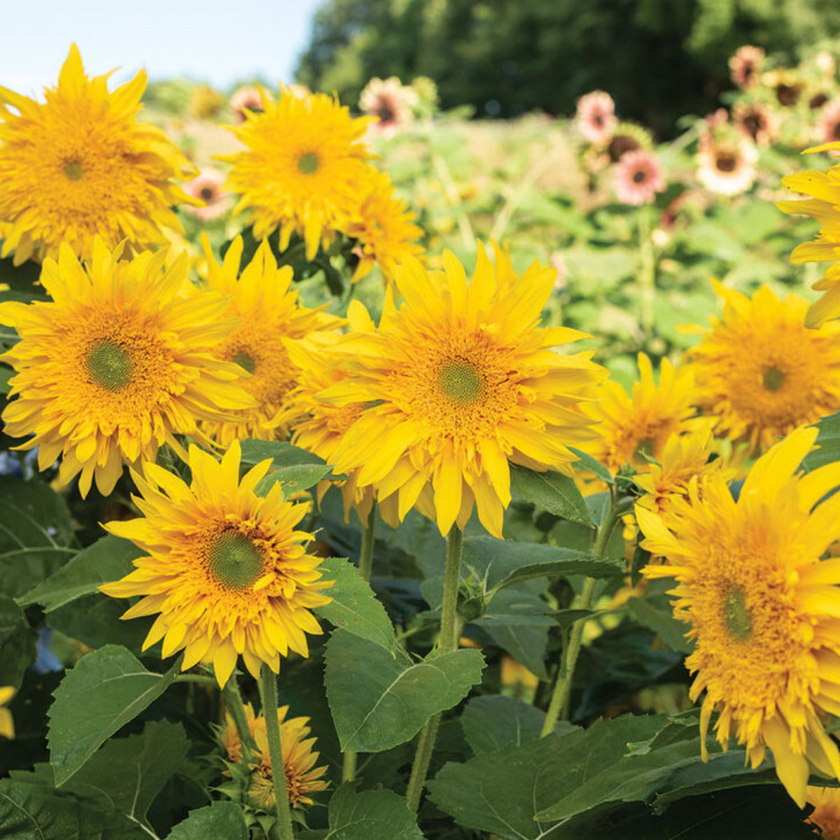 Starburst Greenburst Sunflower Seeds, 25+ seeds