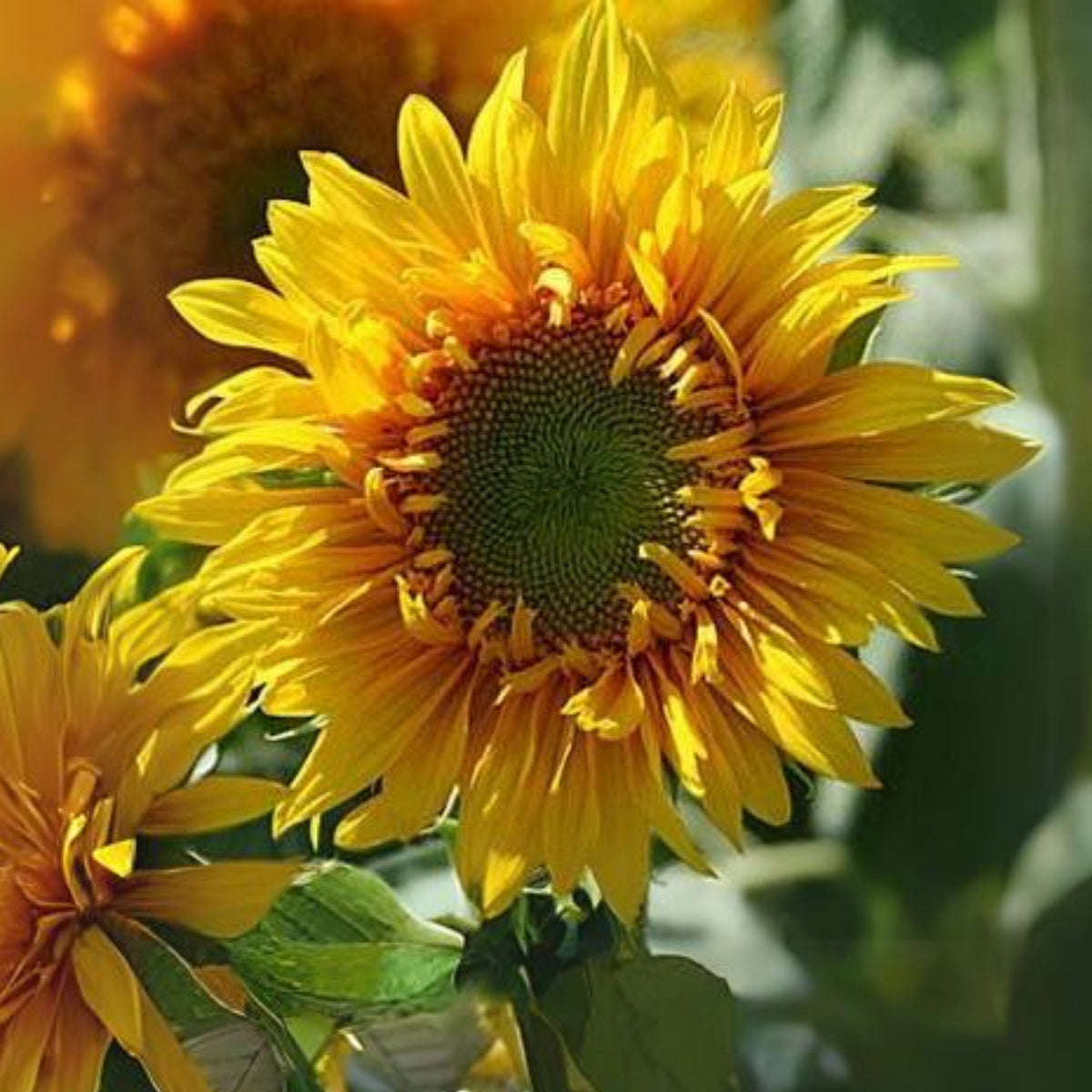 Starburst Greenburst Sunflower Seeds, 25+ seeds