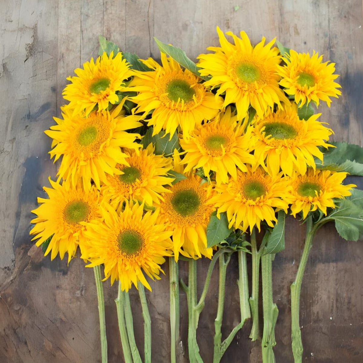 Starburst Greenburst Sunflower Seeds, 25+ seeds