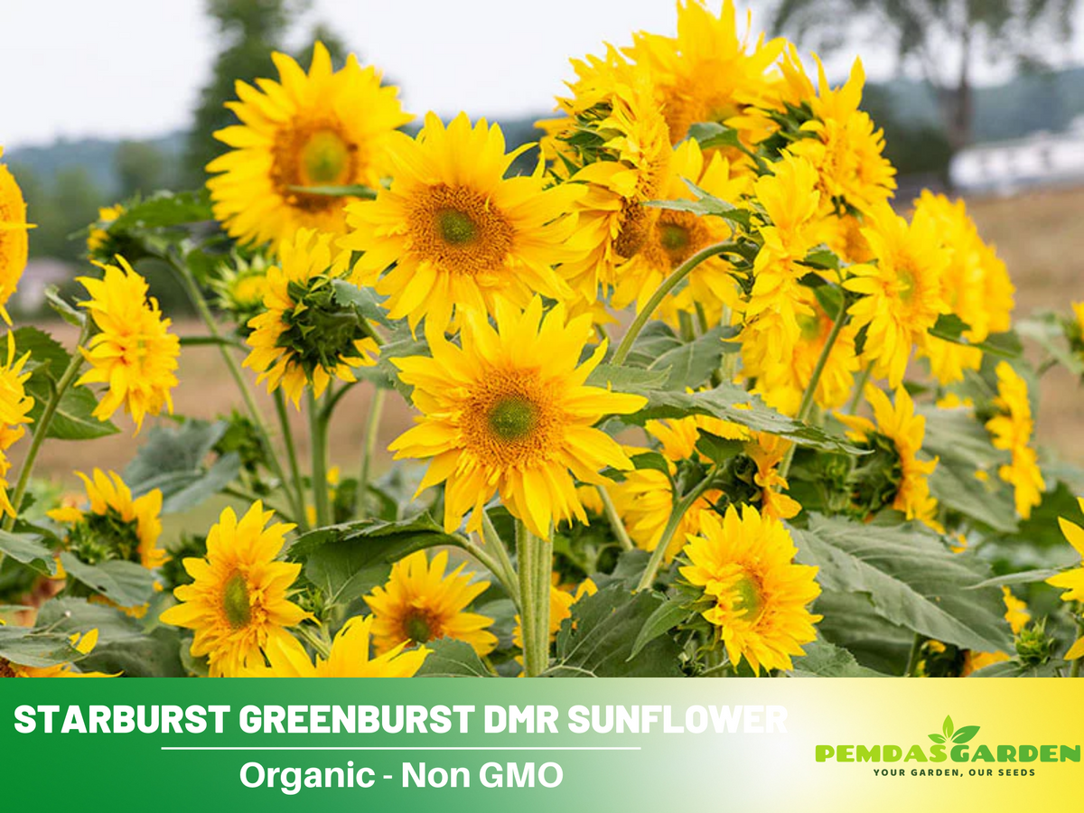 25+ Seeds| Starburst Greenburst Sunflower Seeds #E024