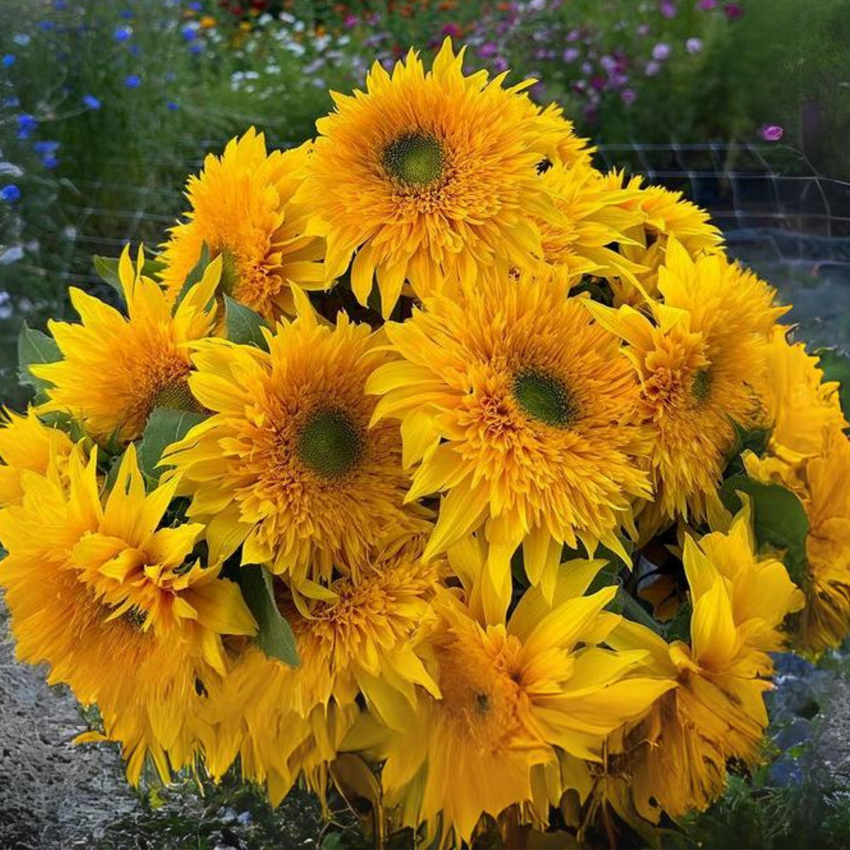 Starburst Greenburst Sunflower Seeds, 25+ seeds