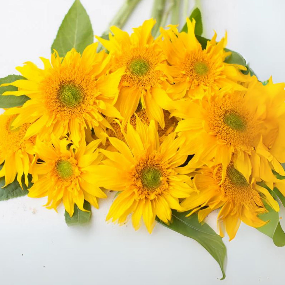 Starburst Greenburst Sunflower Seeds, 25+ seeds