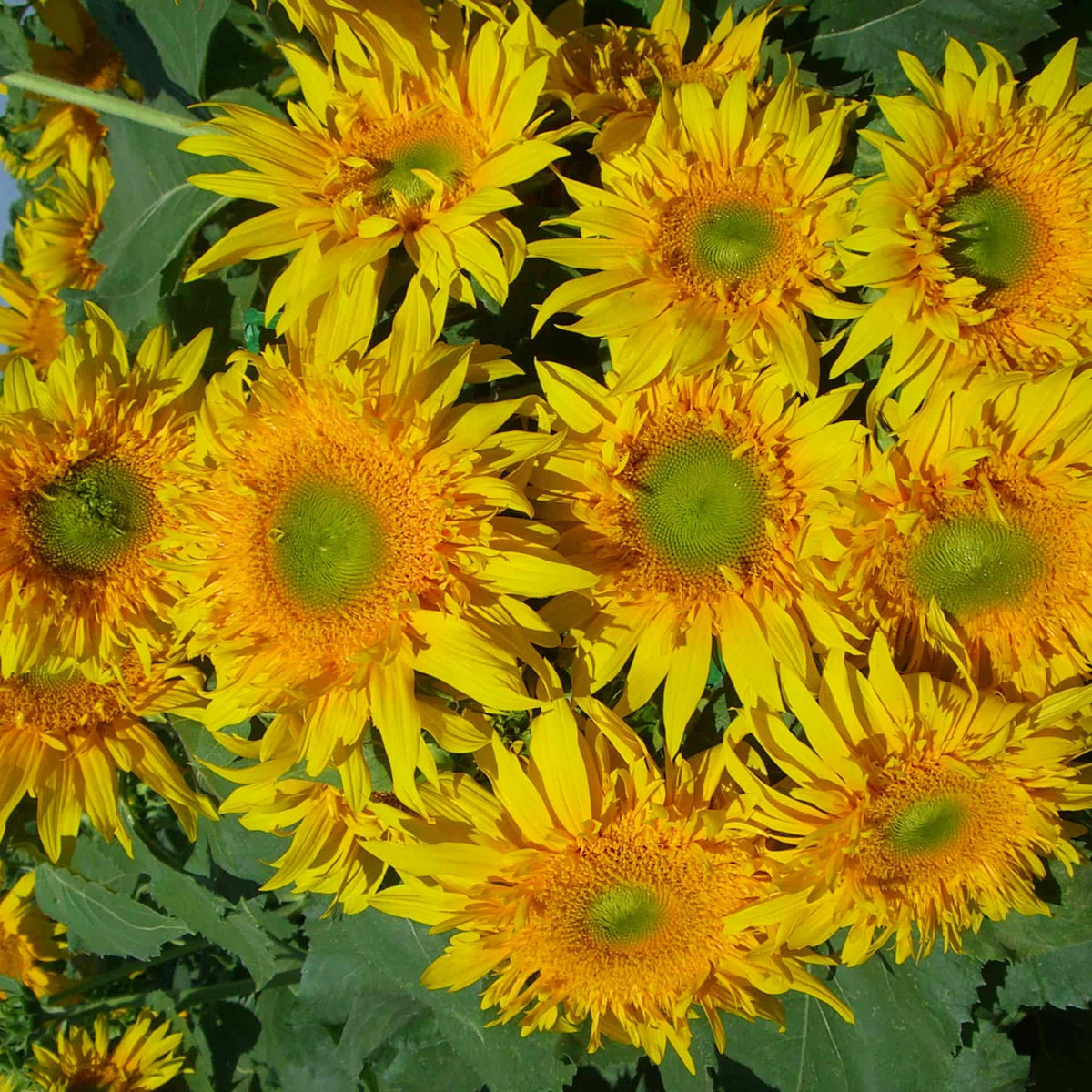 Starburst Greenburst Sunflower Seeds, 25+ seeds