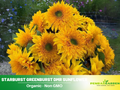 25+ Seeds| Starburst Greenburst Sunflower Seeds #E024