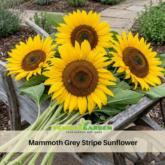 Mammoth Grey-Stripe Sunflower Seeds, 25+ seeds