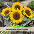 25+ Seeds-Mammoth Grey-Stripe Sunflower Seeds - Helianthus Tall Giant and Dwarf Varieties for Garden Pollinator Friendly Easy to Grow, Fast growing, Attracts bees & butterflies#E025
