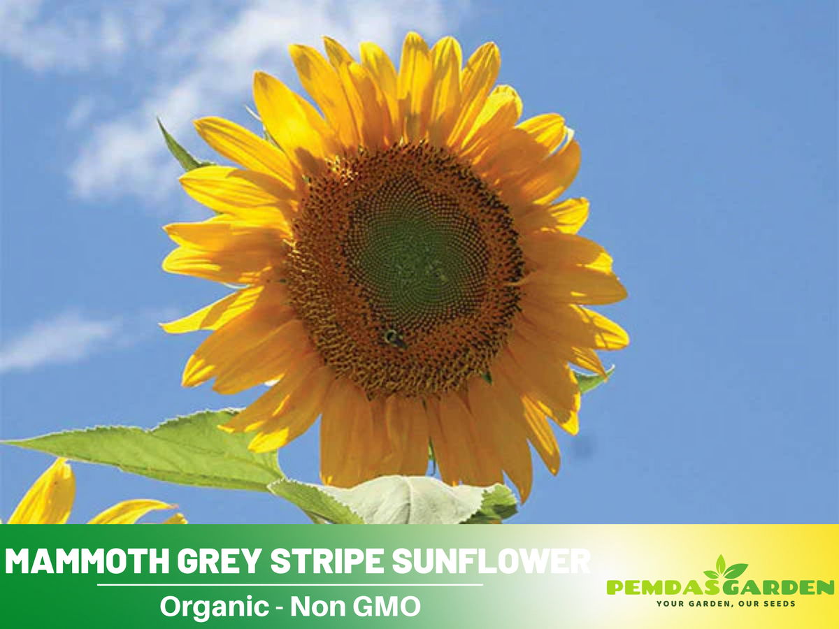 25+ Seeds-Mammoth Grey-Stripe Sunflower Seeds #E025