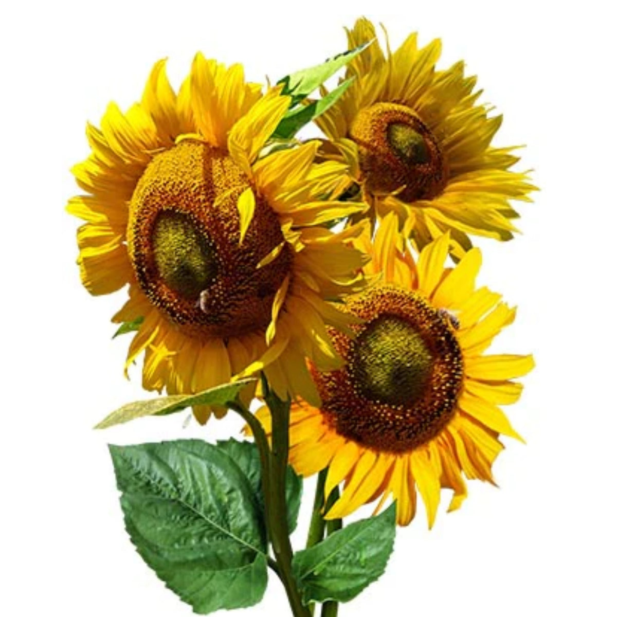 Mammoth Grey-Stripe Sunflower Seeds, 25+ seeds