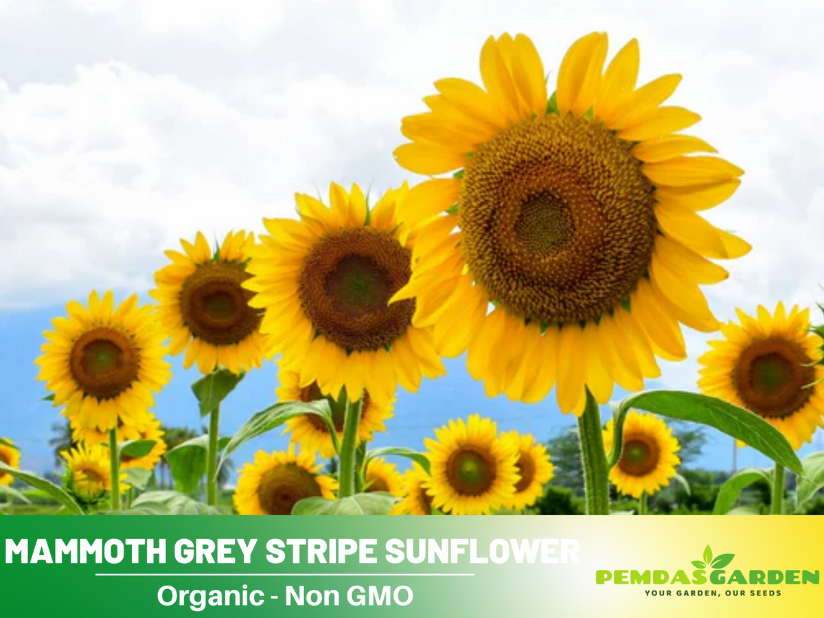 25+ Seeds-Mammoth Grey-Stripe Sunflower Seeds #E025