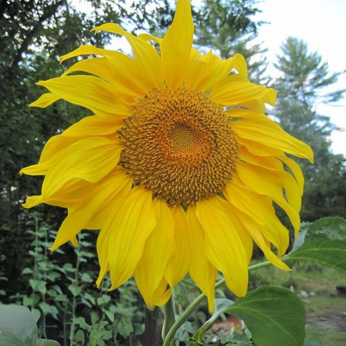 Mammoth Grey-Stripe Sunflower Seeds, 25+ seeds
