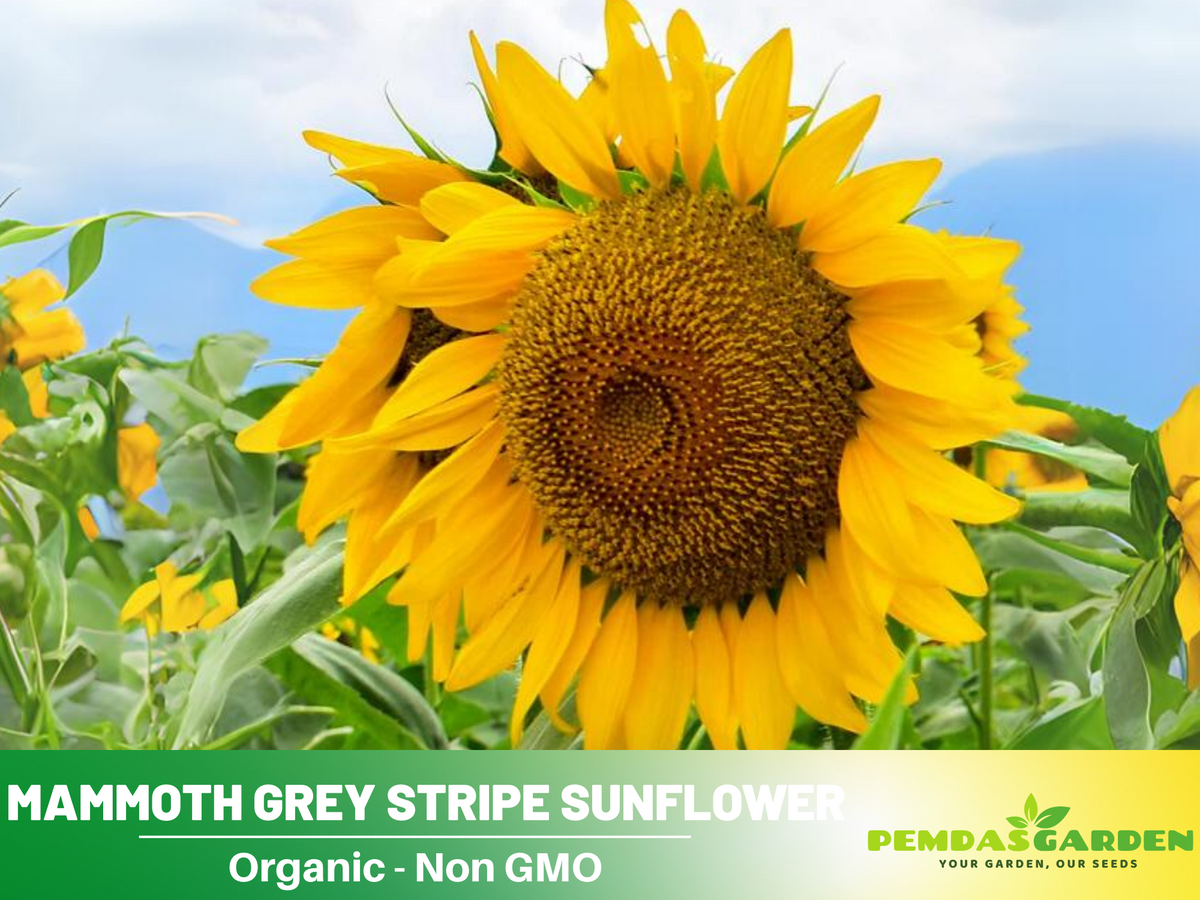 25+ Seeds-Mammoth Grey-Stripe Sunflower Seeds #E025