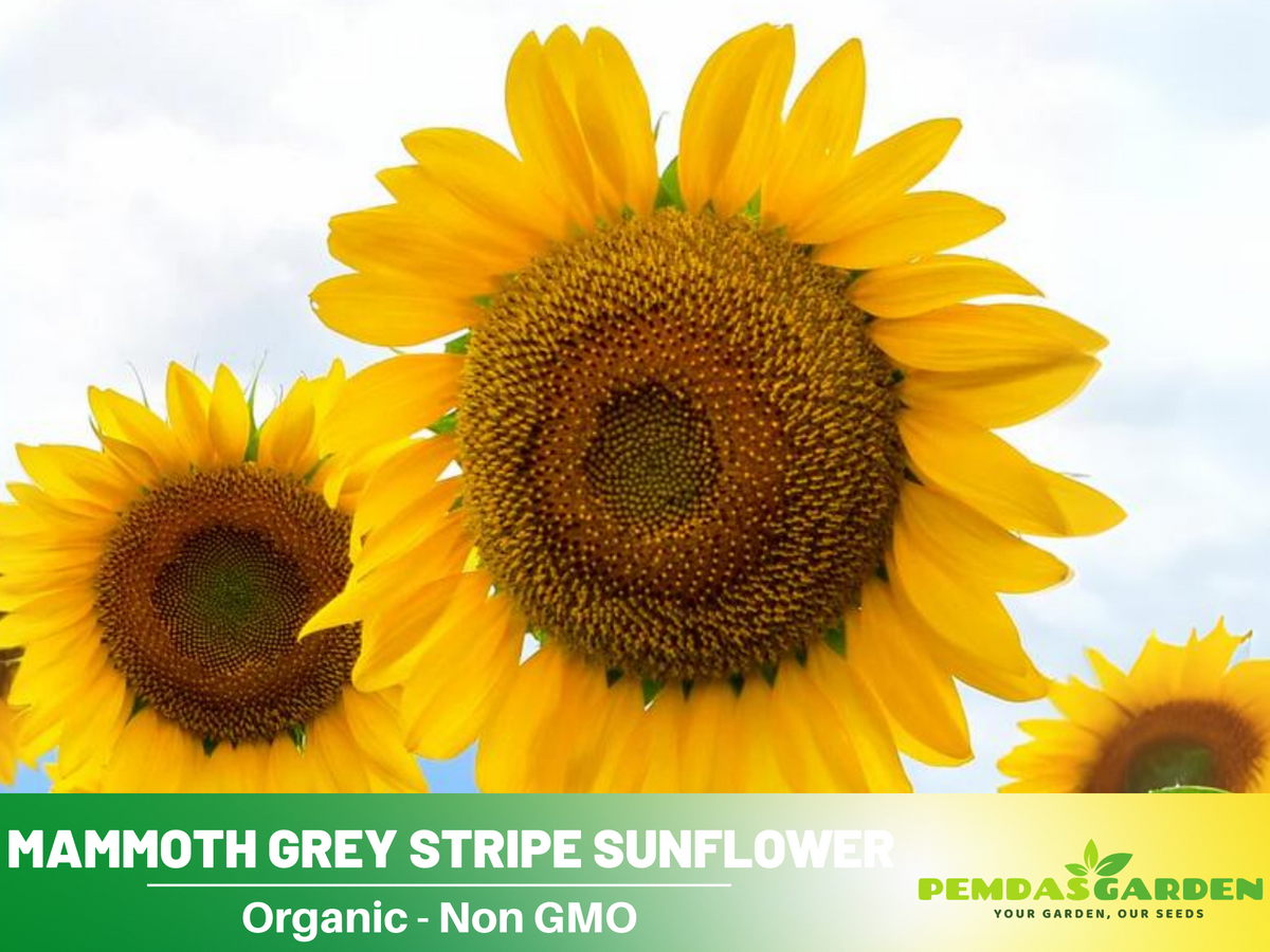 25+ Seeds-Mammoth Grey-Stripe Sunflower Seeds #E025