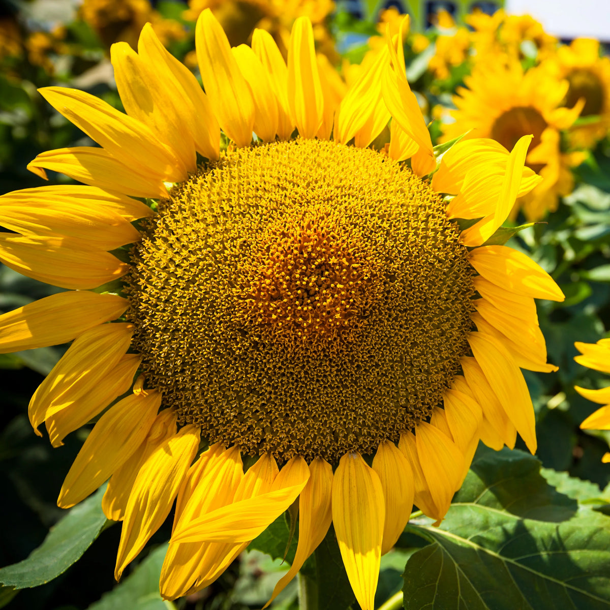 Mammoth Grey-Stripe Sunflower Seeds, 25+ seeds