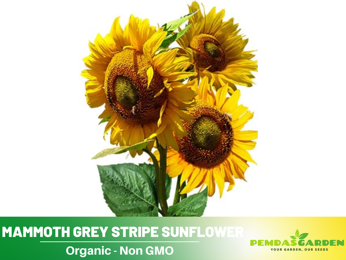 25+ Seeds-Mammoth Grey-Stripe Sunflower Seeds #E025