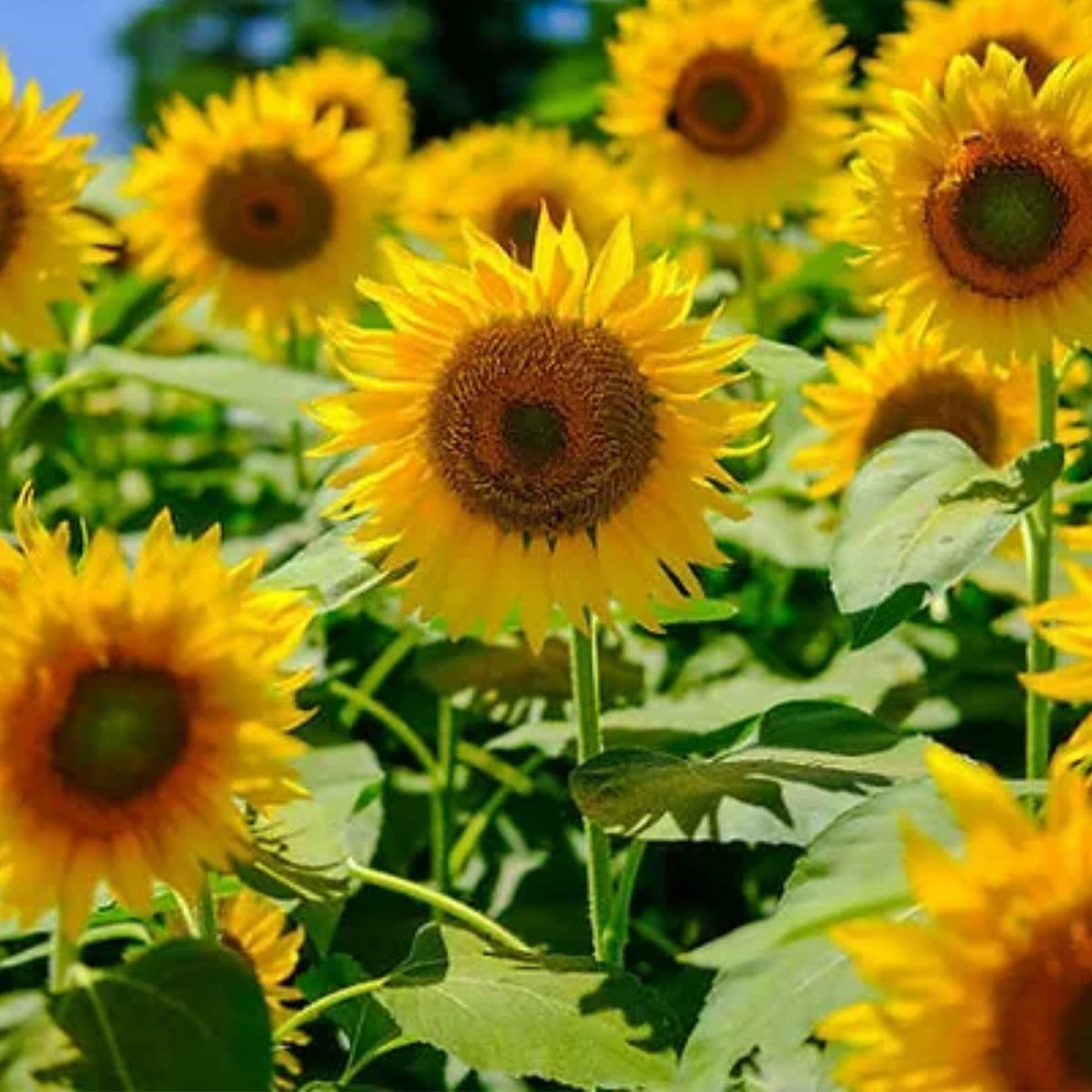 Mammoth Grey-Stripe Sunflower Seeds, 25+ seeds