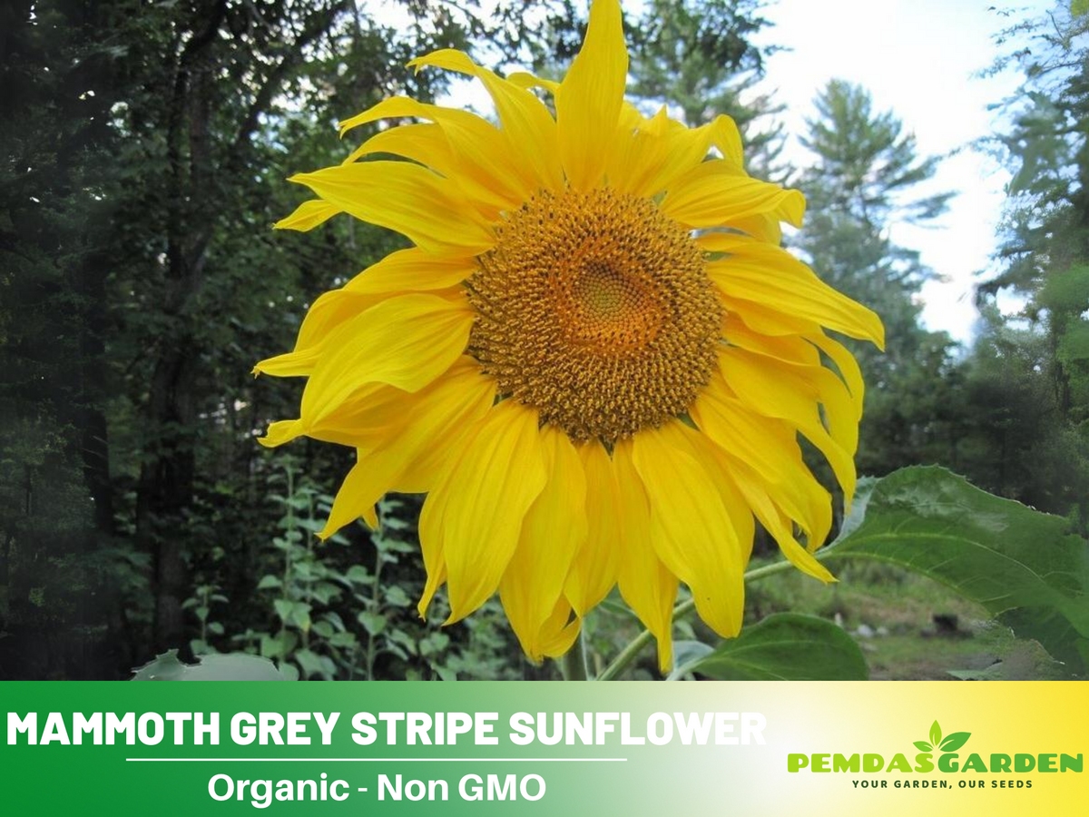 25+ Seeds-Mammoth Grey-Stripe Sunflower Seeds #E025