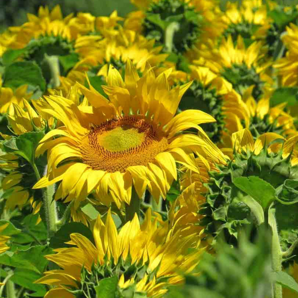 Mammoth Grey-Stripe Sunflower Seeds, 25+ seeds