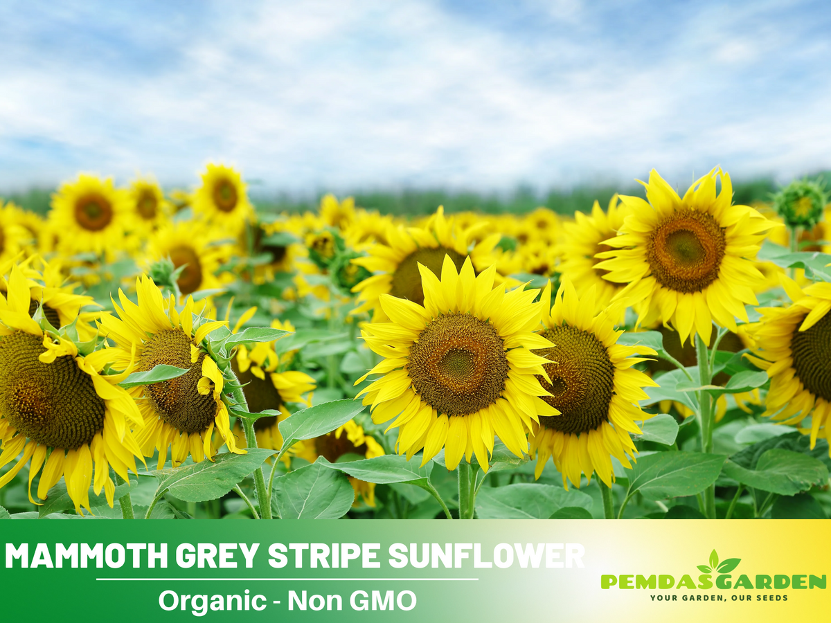 25+ Seeds-Mammoth Grey-Stripe Sunflower Seeds #E025