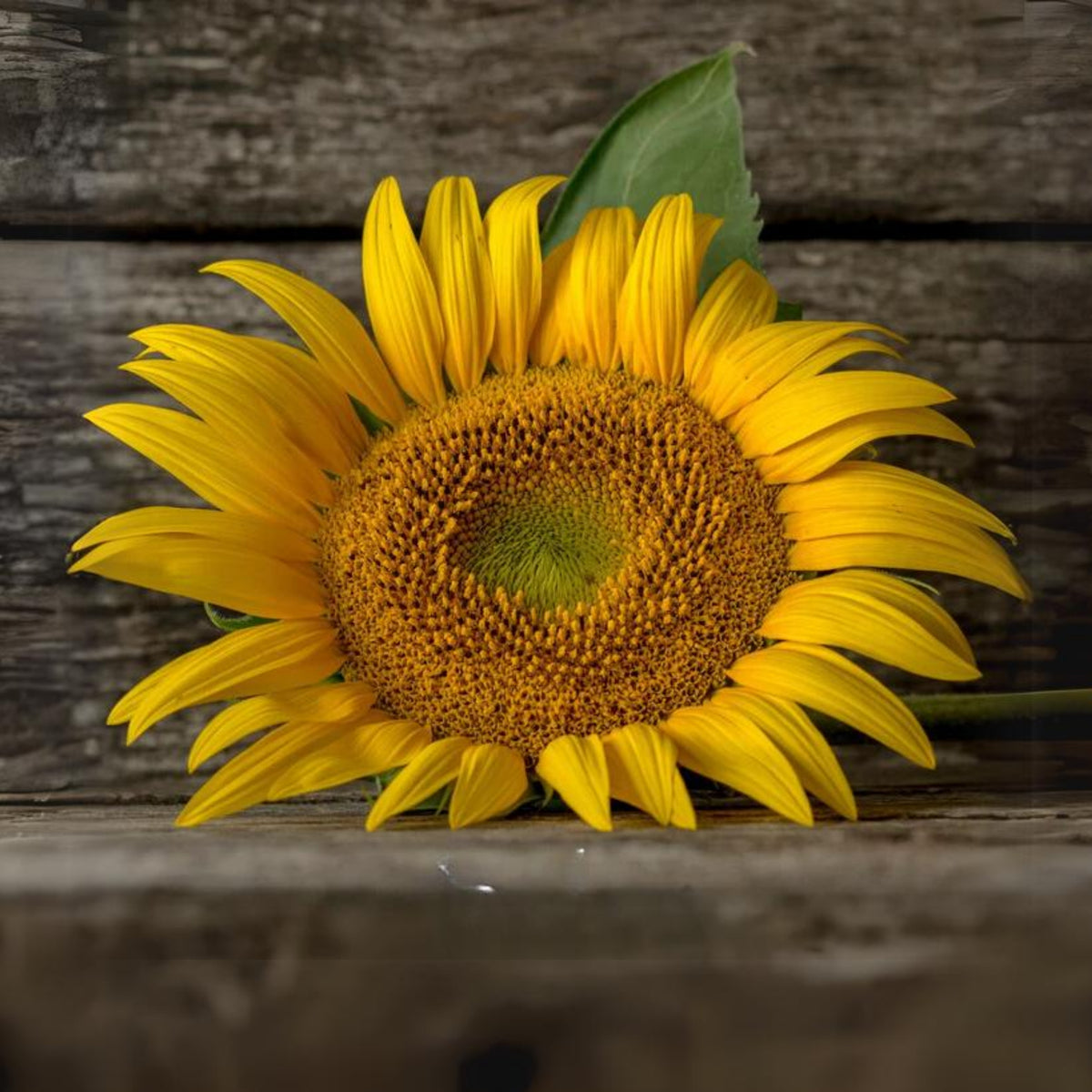 Mammoth Grey-Stripe Sunflower Seeds, 25+ seeds