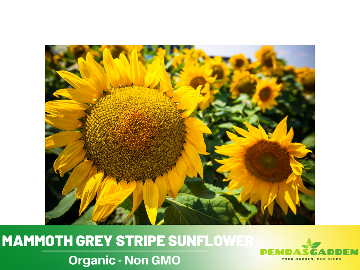 25+ Seeds-Mammoth Grey-Stripe Sunflower Seeds #E025