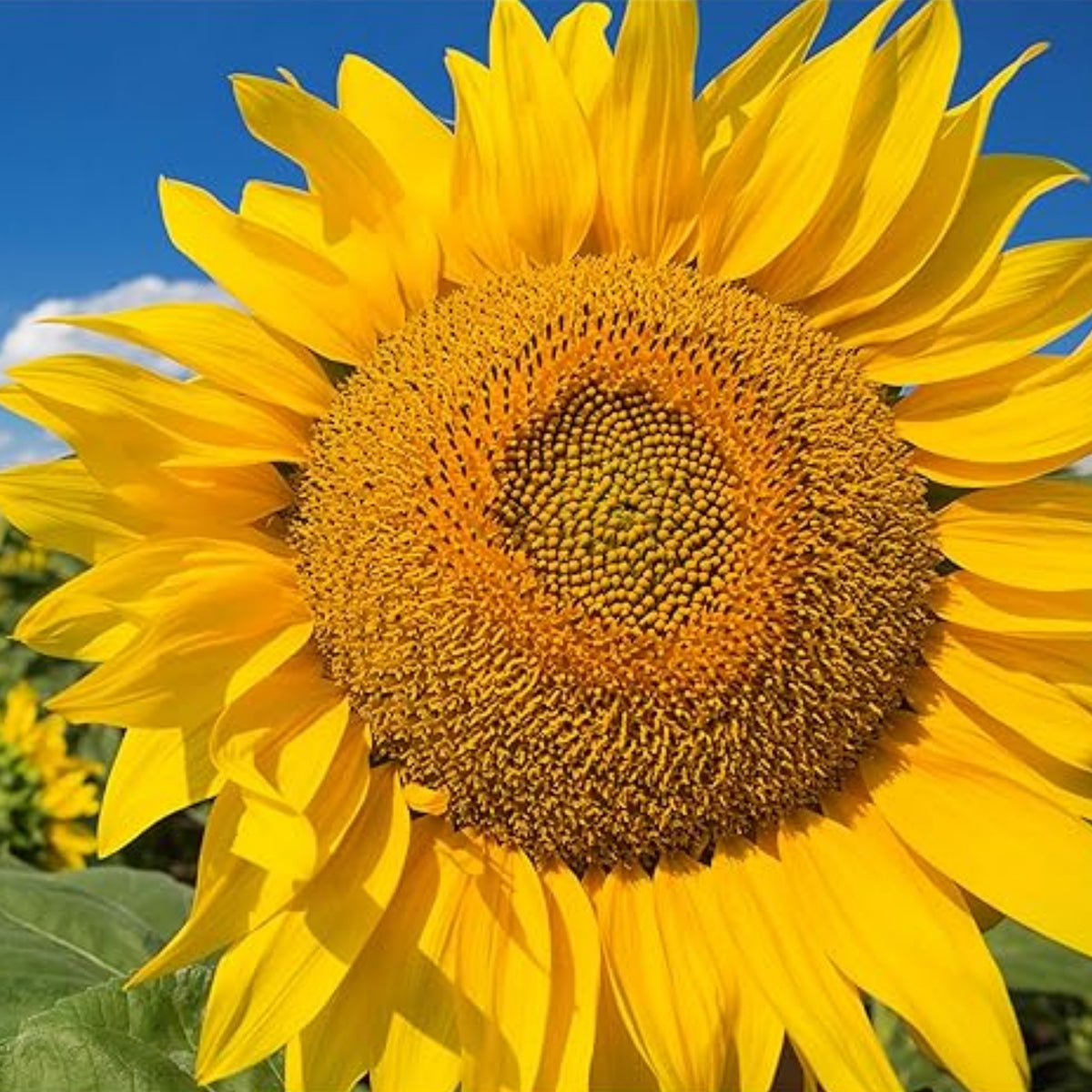Mammoth Grey-Stripe Sunflower Seeds, 25+ seeds