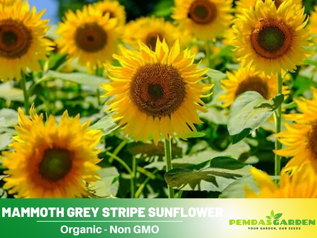 25+ Seeds-Mammoth Grey-Stripe Sunflower Seeds #E025