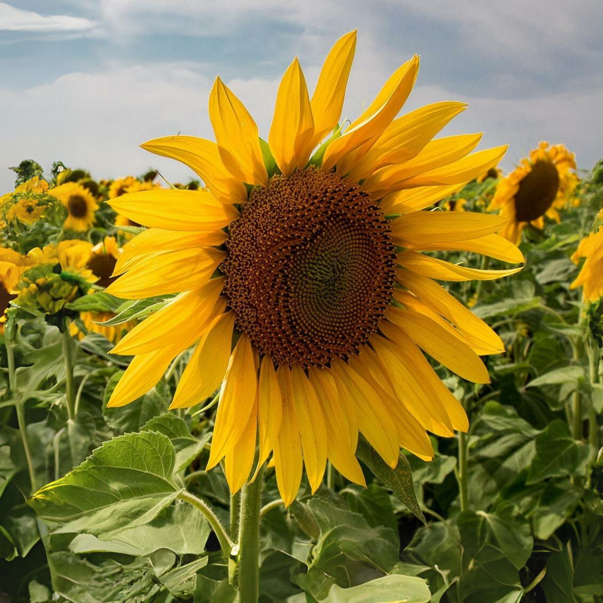 Mammoth Grey-Stripe Sunflower Seeds, 25+ seeds