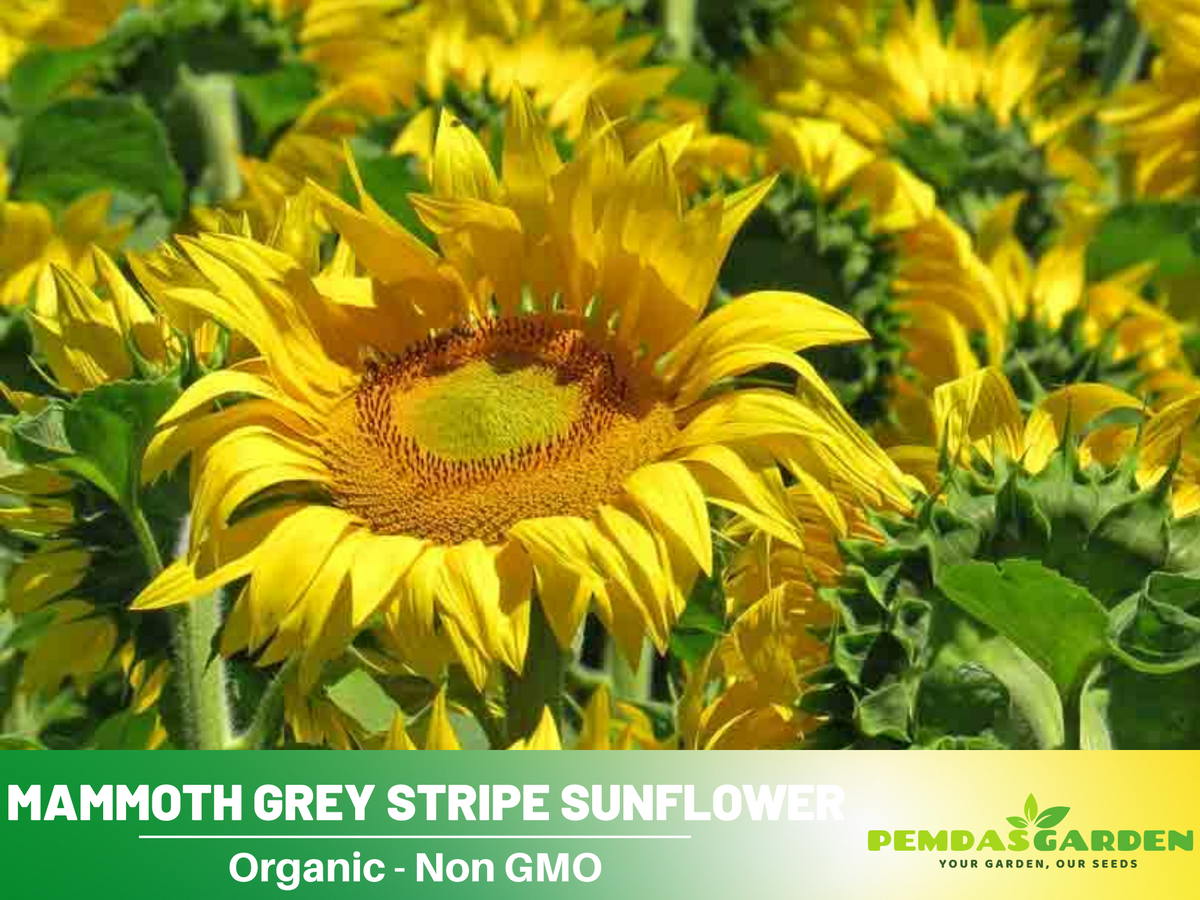 25+ Seeds-Mammoth Grey-Stripe Sunflower Seeds #E025