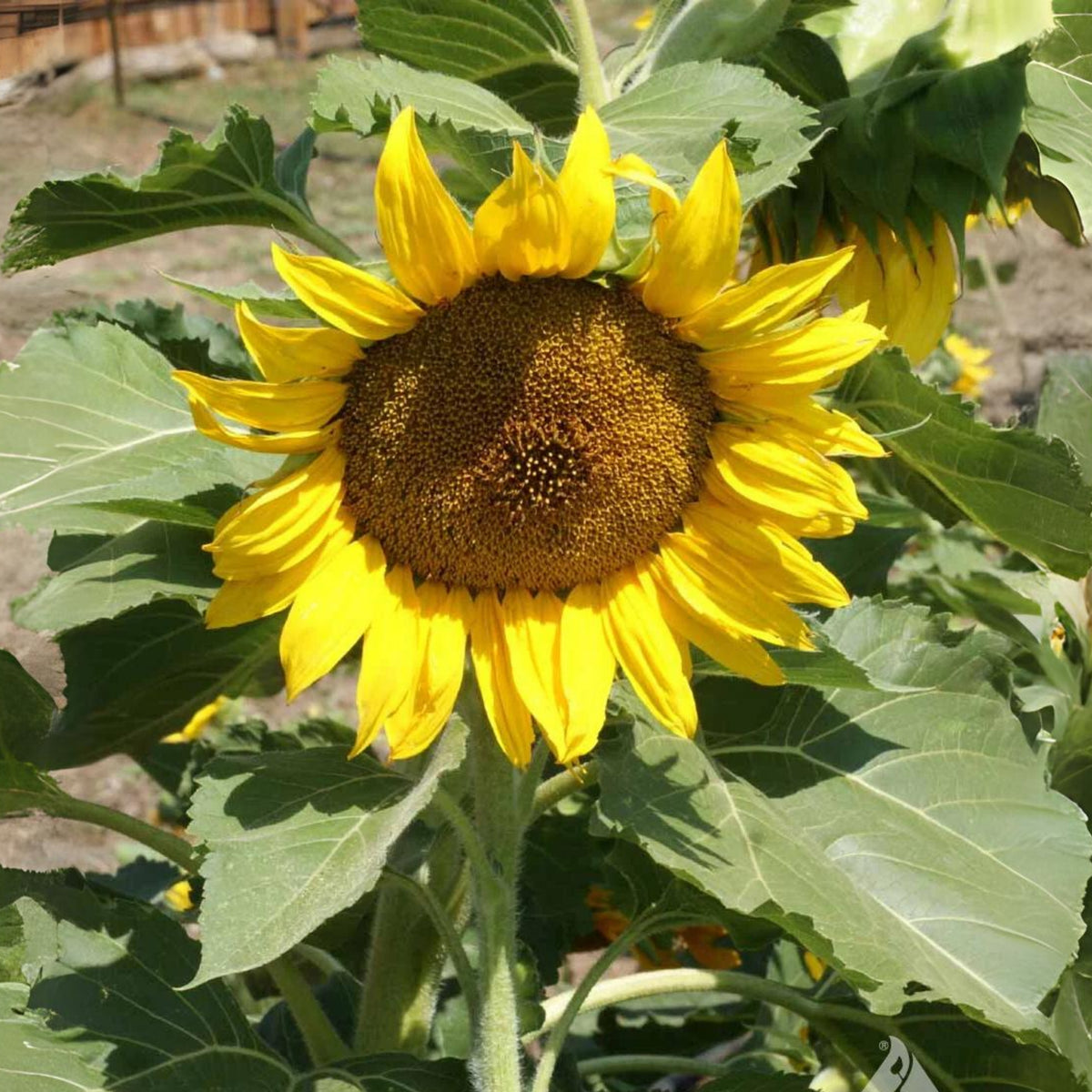 Mammoth Grey-Stripe Sunflower Seeds, 25+ seeds