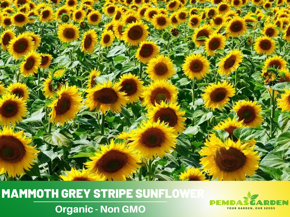 25+ Seeds-Mammoth Grey-Stripe Sunflower Seeds #E025