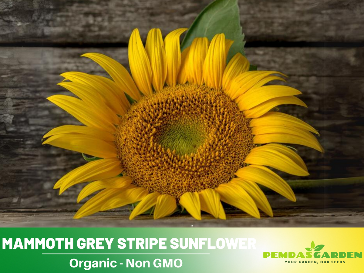 25+ Seeds-Mammoth Grey-Stripe Sunflower Seeds #E025