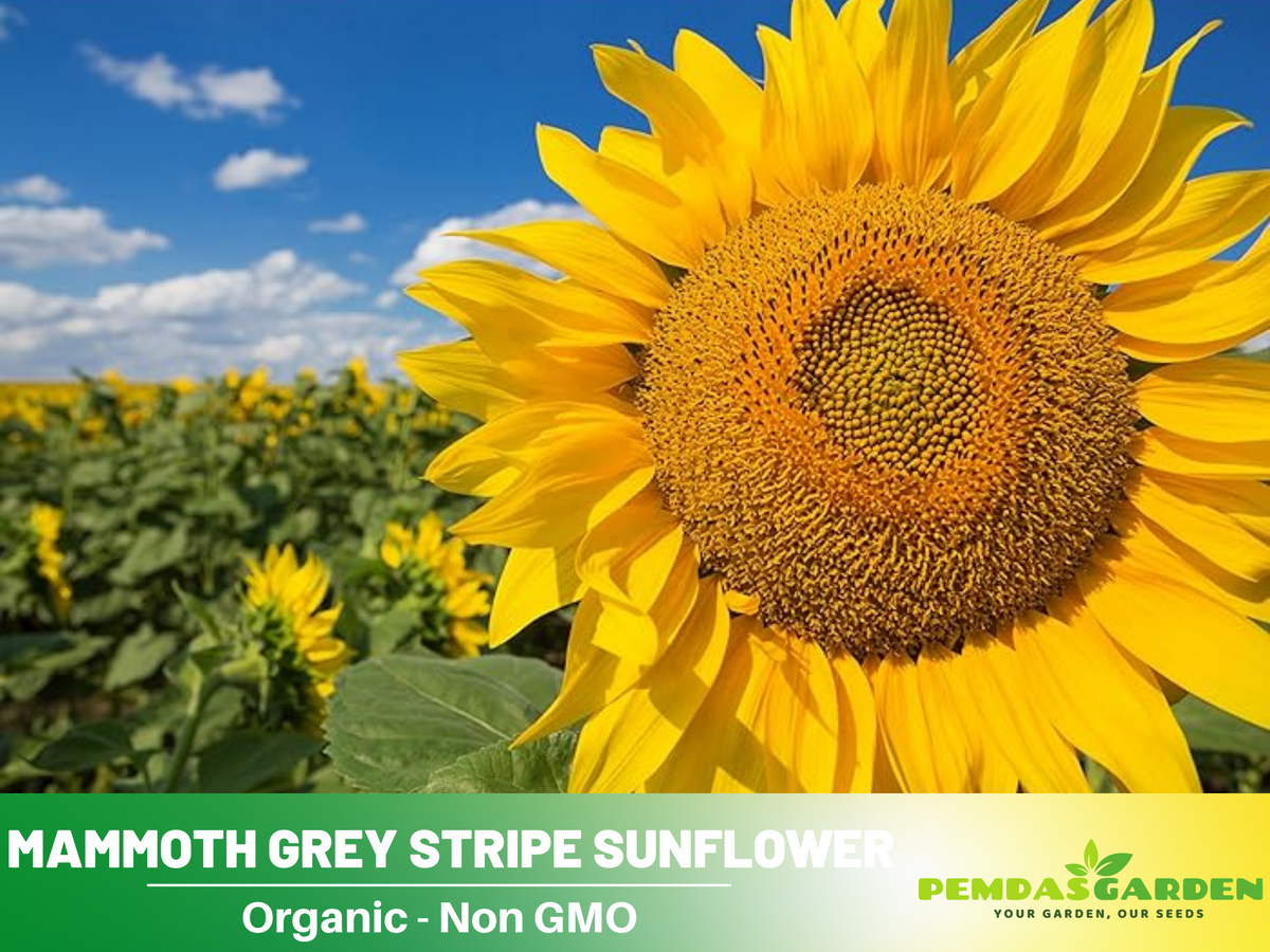 25+ Seeds-Mammoth Grey-Stripe Sunflower Seeds #E025