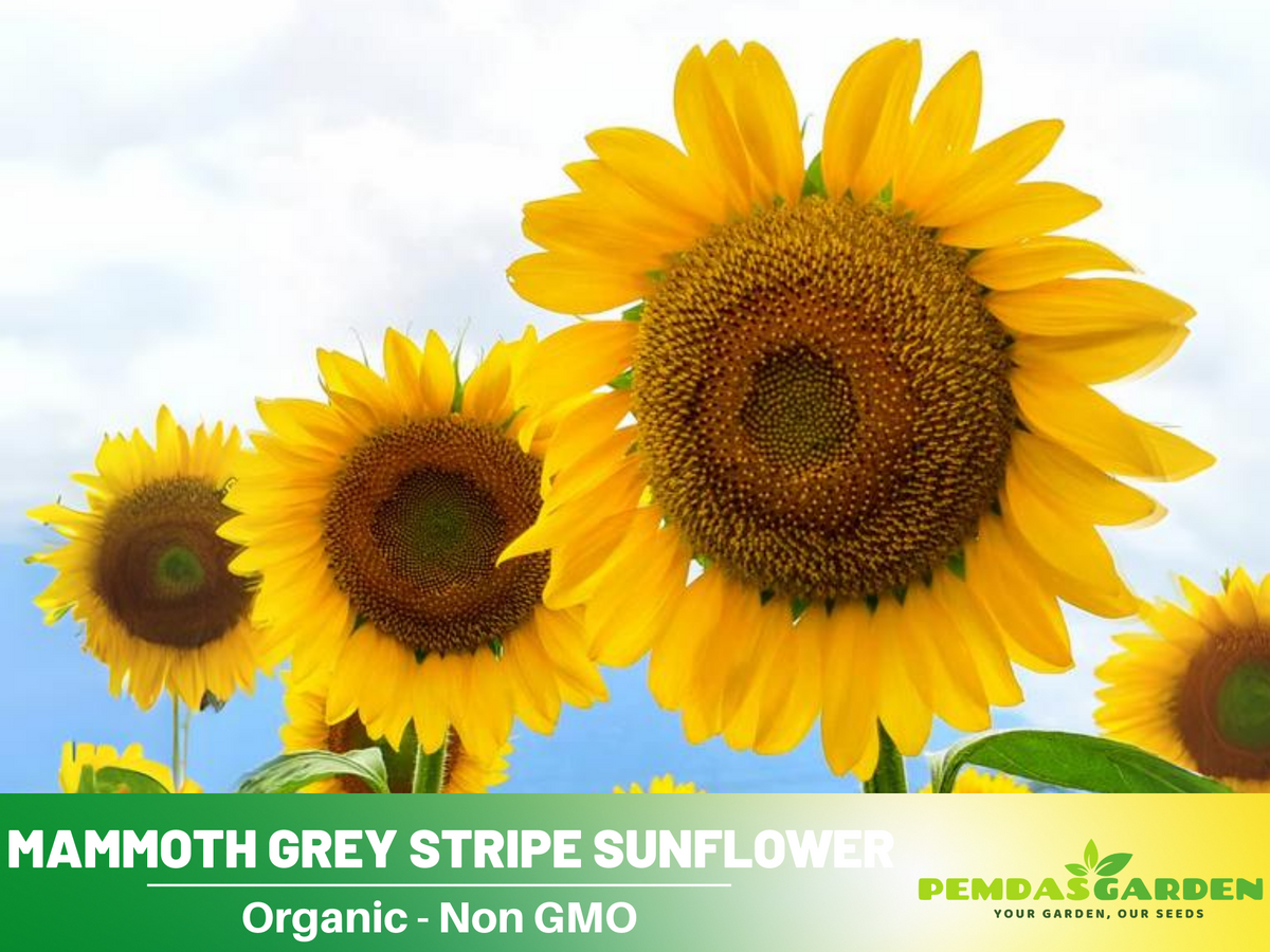 25+ Seeds-Mammoth Grey-Stripe Sunflower Seeds #E025