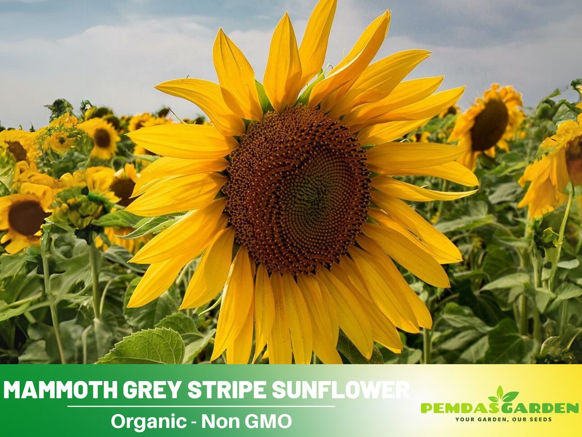 25+ Seeds-Mammoth Grey-Stripe Sunflower Seeds #E025