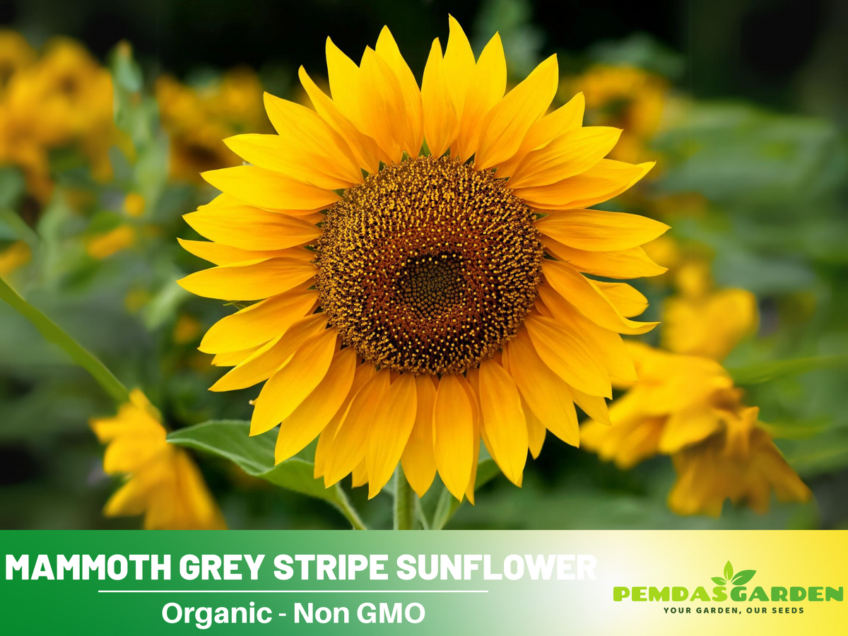 25+ Seeds-Mammoth Grey-Stripe Sunflower Seeds #E025