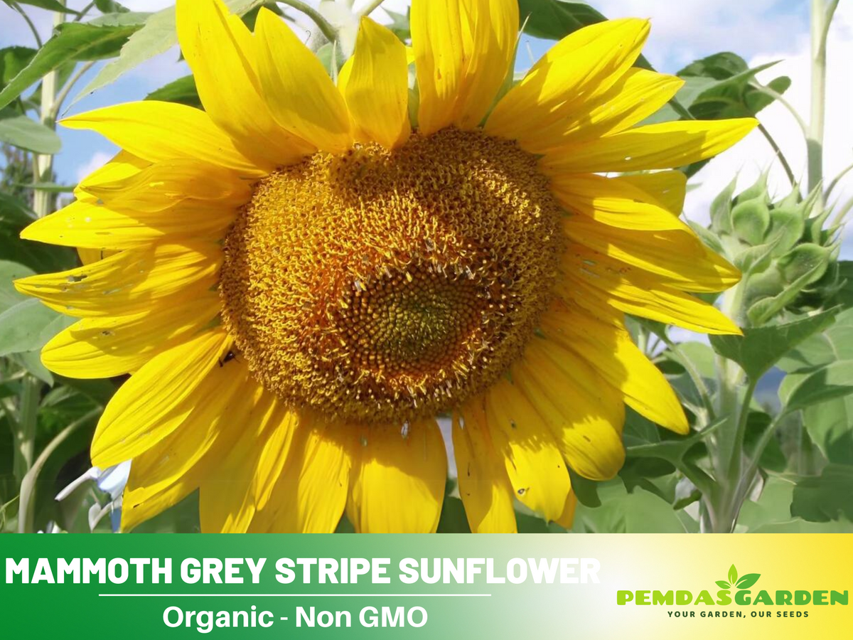 25+ Seeds-Mammoth Grey-Stripe Sunflower Seeds #E025