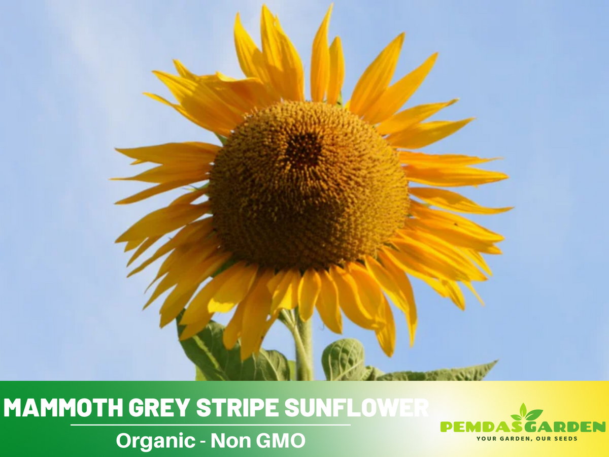 25+ Seeds-Mammoth Grey-Stripe Sunflower Seeds #E025