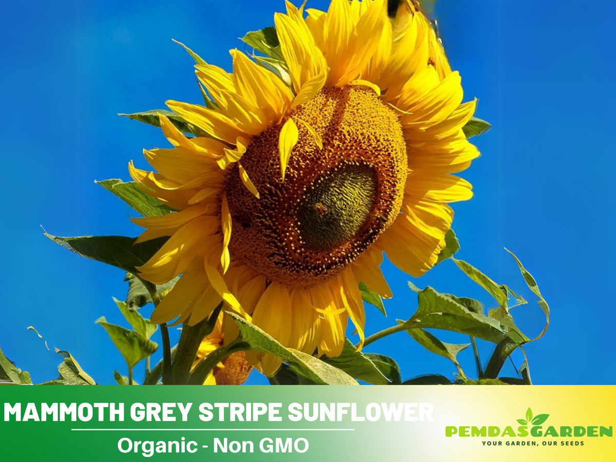 25+ Seeds-Mammoth Grey-Stripe Sunflower Seeds #E025