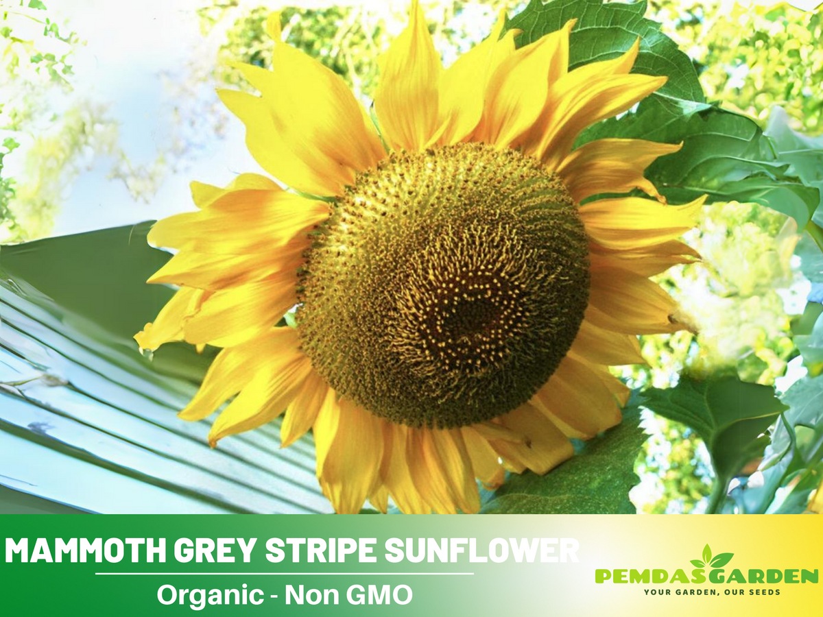 25+ Seeds-Mammoth Grey-Stripe Sunflower Seeds #E025