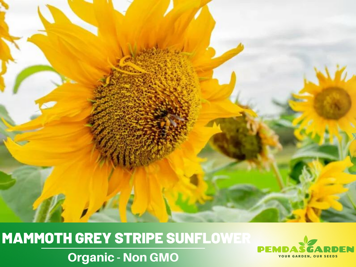 25+ Seeds-Mammoth Grey-Stripe Sunflower Seeds #E025