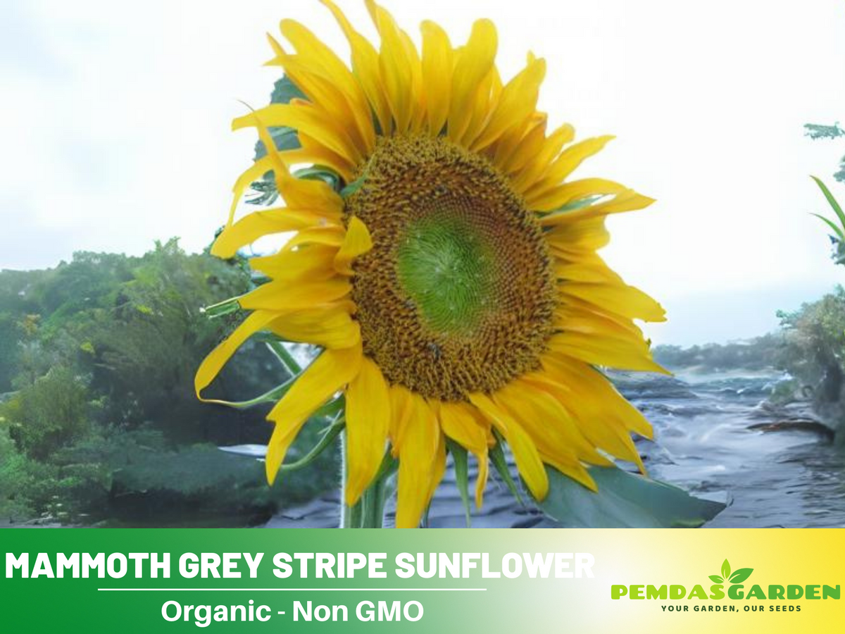 25+ Seeds-Mammoth Grey-Stripe Sunflower Seeds #E025