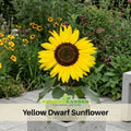 25+ Seeds-Distino Mix (Dwarf) Sunflower Seeds - Helianthus Tall Giant and Dwarf Varieties for Garden Pollinator Friendly Easy to Grow, Fast growing, Attracts bees & butterflies #E026