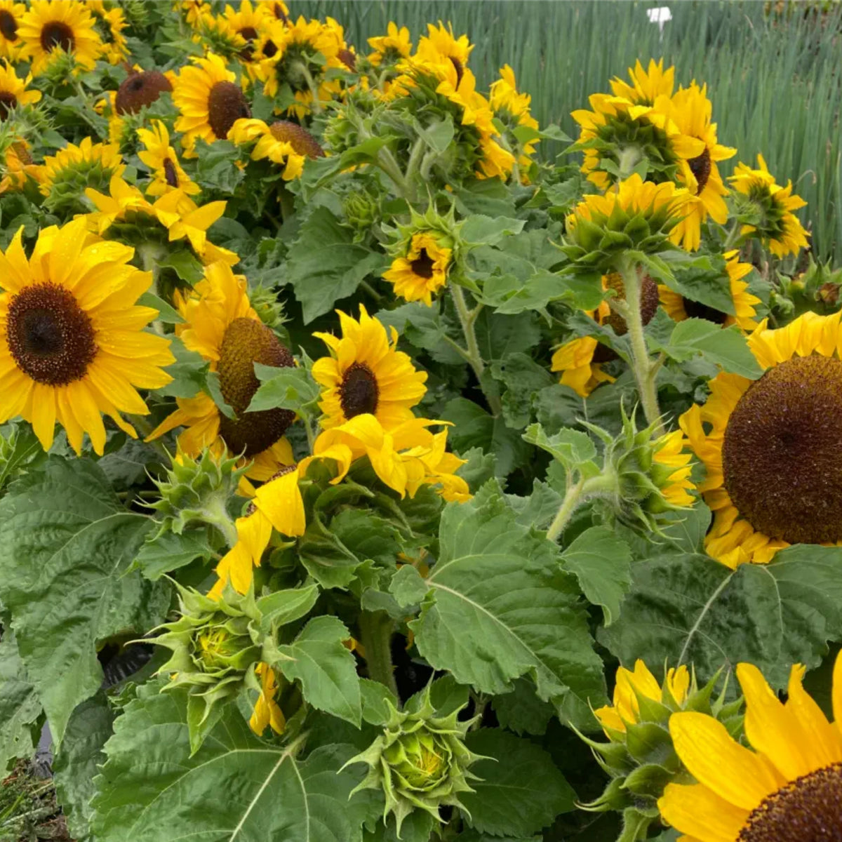 Distino Mix (Dwarf) Sunflower Seeds, 25+ seeds