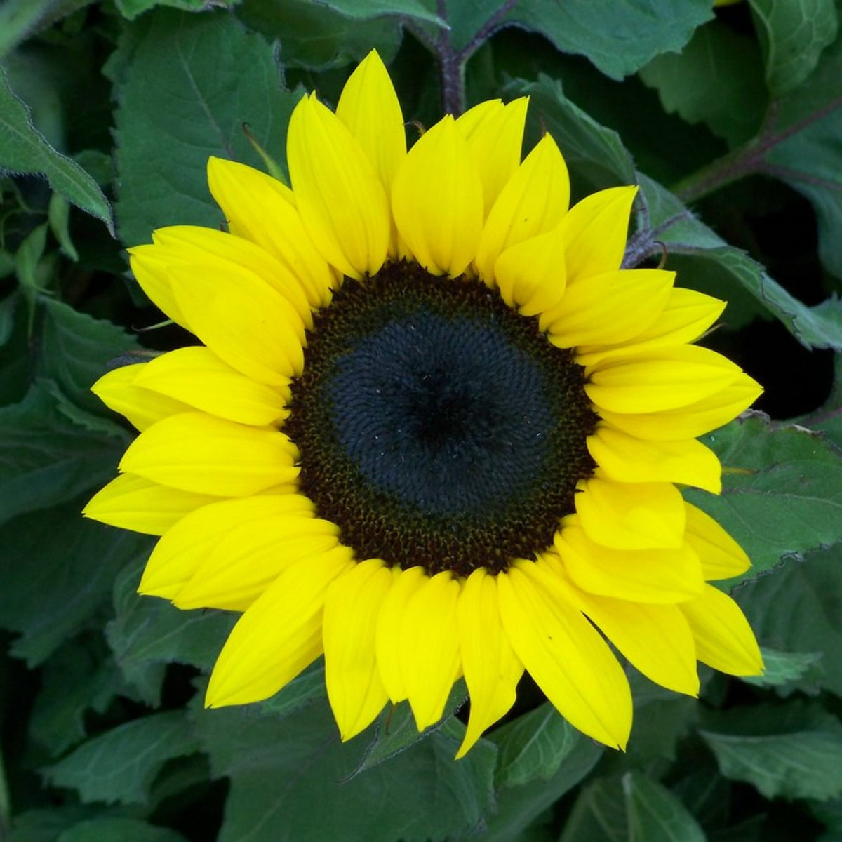 Distino Mix (Dwarf) Sunflower Seeds, 25+ seeds