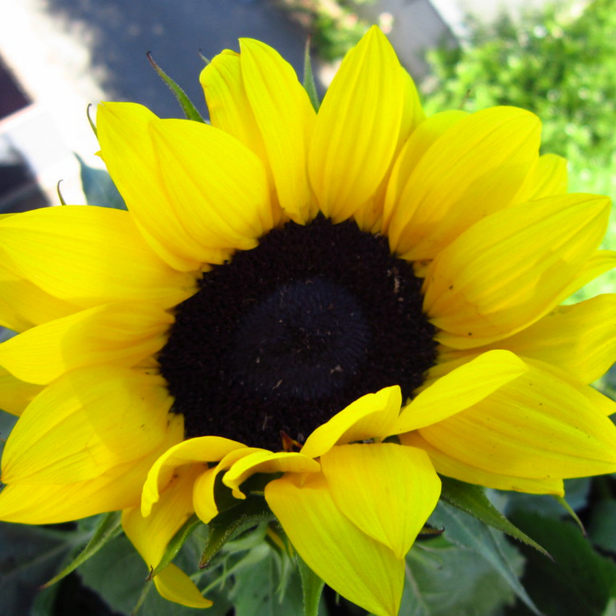 Distino Mix (Dwarf) Sunflower Seeds, 25+ seeds