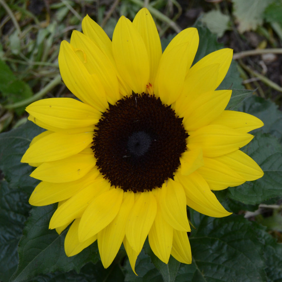 Distino Mix (Dwarf) Sunflower Seeds, 25+ seeds
